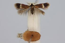 Image result for Stigmella continuella