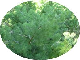 Image result for Asparagus macowanii