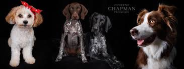 Maybe you would like to learn more about one of these? Jaydene Chapman Studio Professional Portrait Pet Photography Darwin Nt Home Facebook