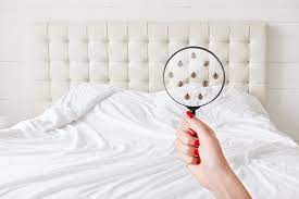 Also, some people have no reaction when they are bitten by a bed bug, or it looks more like a rash than a bite. 4 Tips For Bed Bug Prevention In Hotels Hotel Management