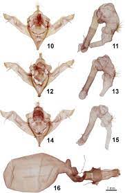 A New Cryptic Eupsilia from Northeastern North America (Noctuidae)