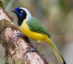 south american birds pretty bird south american feathers pinterest kus resimleri hayvanlar kus
