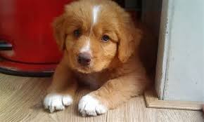 Image Result For Mini Nova Scotia Duck Tolling Retriever Nova Scotia Duck Tolling Retriever Nova Scotia Duck Tolling Cute Baby Puppies