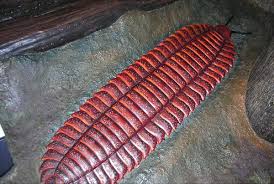 We did not find results for: Giant Centipede Bizarre Prehistoric Bugs