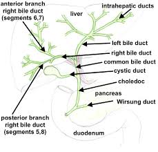 We did not find results for: Division Of The Biliary Tree Download Scientific Diagram