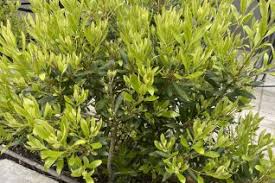 Image result for Myricaceae