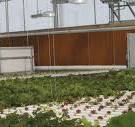 Greenhouse Temperature Control: The Guide To An Evaporative ...