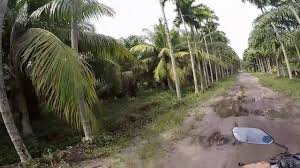 Villa tanjung bunga timber house is conveniently situated in jalan tanjung tokong in tanjong tokong in 1.5 km from the centre. Melintasi Jalan Bunga Tanjung Bukit Datuk Dumai Riau Youtube