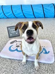 Great groomer thank you so much !!!! Wags Pet Resort Tigard Pet Training 12230 Sw Main St Tigard Or Phone Number Yelp