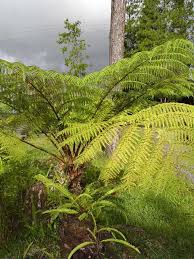 Image result for Cyathea manniana