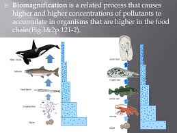 Bioaccumulation And Biomagnification Ppt Download