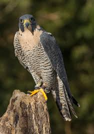 Peregrine Falcon Peregrine Falcon Peregrine North American Animals