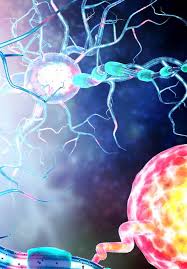 Alterations Of Mitochondria And Golgi Apparatus Are Related To Synaptic Pathology In Alzheimer S Disease Intechopen