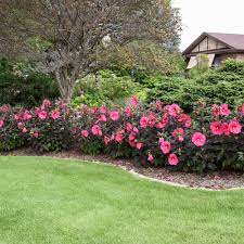Use as an accent or plant in groups for an even more dramatic show. Summerific Evening Rose Rose Mallow Hibiscus Hybrid Proven Winners Hibiscus Garden Front Yard Landscaping Plans Hibiscus Bush