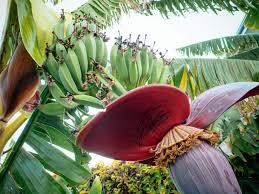 If you are an indoor gardener,. A Banana Is An Herb Berry And Other Little Known Fruit Facts Garden Betty