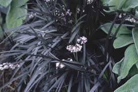 Thrilling shade garden plant with various. Ophiopogon Planiscapus Nigrescens Black Mondo Grass Seeds Buy Online In Bosnia And Herzegovina At Bosnia Desertcart Com Productid 152129041