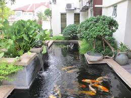 Anda bisa mendapatkan referensi lengkap untuk semua jenis ikan koi yang ada. Tukang Kolam Ikan Minimalis Madiun Jasa Pembuatan Kolam Ikan Koi Di Madiun