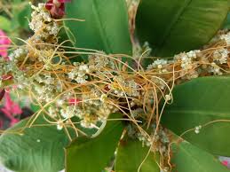 Image result for Cuscuta australis