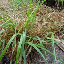 Image result for Anthoxanthum