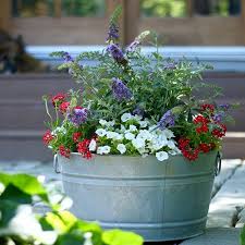 Top 10 Patriotic Container Recipes Proven Winners Container Gardening Edging Plants Plants