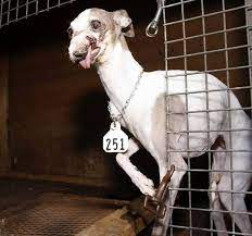 The dogs were found to have significantly elevated levels of fears and phobias, compulsive and repetitive behaviors, and heightened sensitivity to being touched. 5 Common Illnesses That Occur In Puppy Mill Dogs And Why You Should Always Adopt One Green Planet