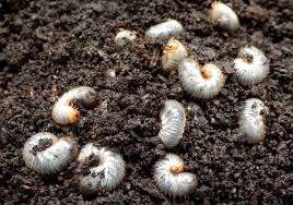 Epingle Sur Jardin