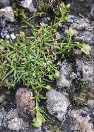 Image result for Montia fontana