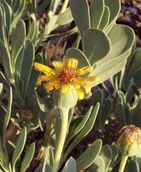 Image result for Hertia