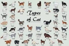 Pin On Cat Breeds Chart