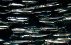 Wild Caught Pacific Sardines For Fresh Sardines Grilling Is Recommended With Lemon And Olive Oil Although You Need To Sardines Benefits Sardines Health Food