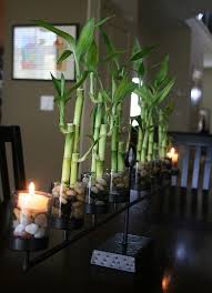 You've probably seen the lucky bamboo plant (dracaena sanderiana) many times in. Where To Keep Lucky Bamboo In Home Office With 5 Tips