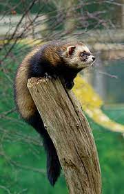 Check spelling or type a new query. European Polecat Wikipedia