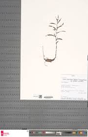 Image result for Cissus guerkeana