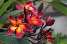 Jump to navigation jump to search. Pin On Plumeria Wish List