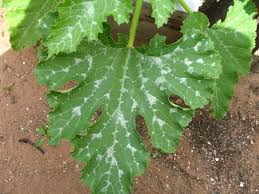 The fungus first appears as small white patches on the leaves, and then spreads to the undersides of the leaves to the stem. What S Up Wednesday June 20 2012 The Accidental Pumpkin