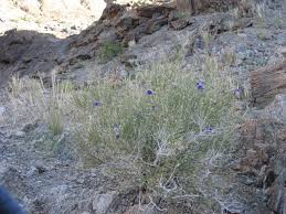 Image result for Anticharis