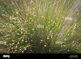 Image result for Ficinia