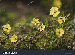 Image result for Tribulus zeyheri