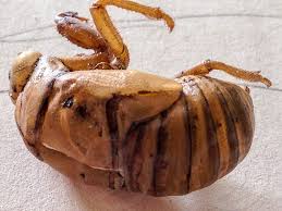 Check out our cicada shells selection for the very best in unique or custom, handmade pieces from our insects shops. Cicada Cicada Shell Bug Bugs Insects Nature Natural Outdoors By Annette Blocker Photo Stock Snapwire