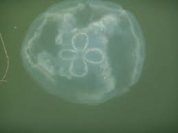 Moon jellies often swim in packs. Jellyfish Of The Gulf