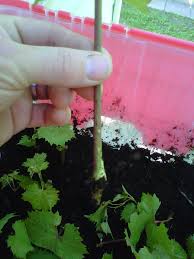 Image result for grapevine cuttings