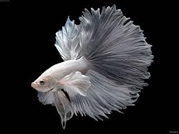 The betta fish popular in. Amazing Betta Fish
