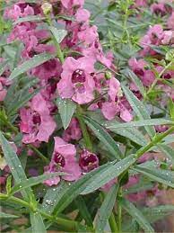 Pin Di Container Annuals