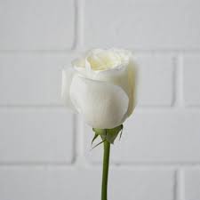 Check spelling or type a new query. Roses Color And Number Of Stalks Meaning Scentales Florist
