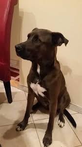 It is in effect a pitbull mixed with german shepherd. My German Shepherd Pitbull Mix Bruce Just Turned Two Last Week Album On Imgur