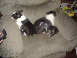 Finest boston terrier puppies for sale in westchester new york from reputable breeders. Boston Country Kennels Home Facebook
