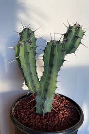 Image result for Myrtillocactus geometrizans