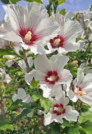 Image result for Hibiscus syriacus Violet Clair Double
