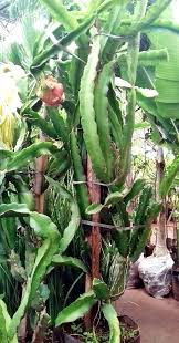 Pin Em Pitaya