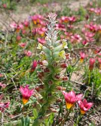 Image result for Triumfetta dekindtiana